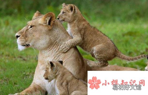 为什么有时候大狮子要吃小狮子?