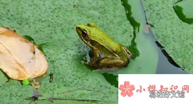 为什么雨天里青蛙的叫声特别大?