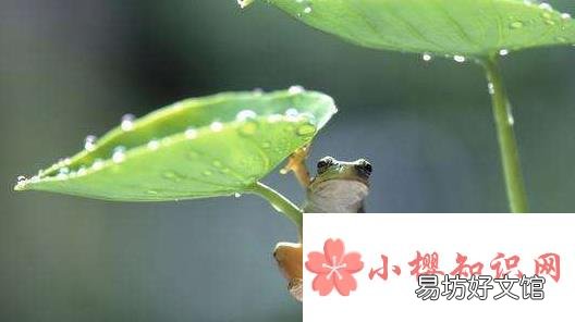 为什么雨天里青蛙的叫声特别大?