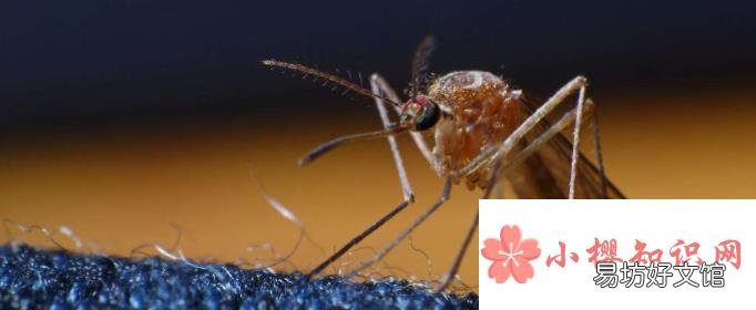蚊虫为什么喜欢叮穿黑色衣服的人?