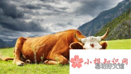 天肖有哪些生肖?