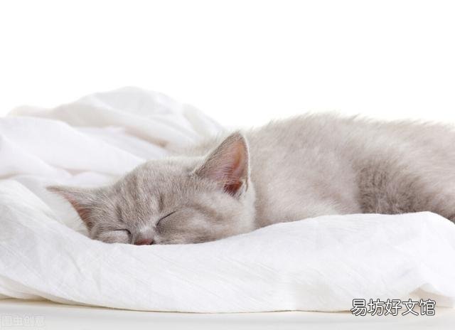 猫咪上火怎么办(猫咪上火怎么办吃什么好)