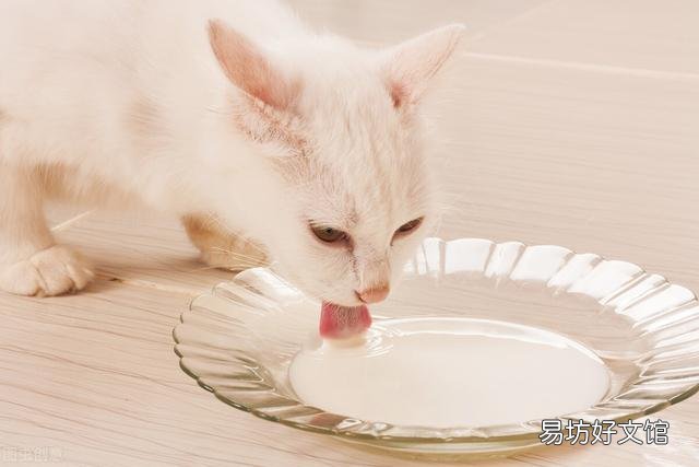猫咪上火怎么办(猫咪上火怎么办吃什么好)