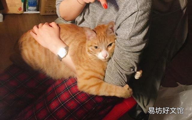 猫癣可以自愈吗(猫咪得了猫癣可以自愈吗)