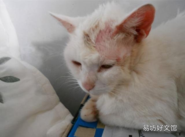 猫癣可以自愈吗(猫咪得了猫癣可以自愈吗)