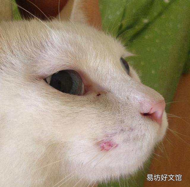 猫癣可以自愈吗(猫咪得了猫癣可以自愈吗)