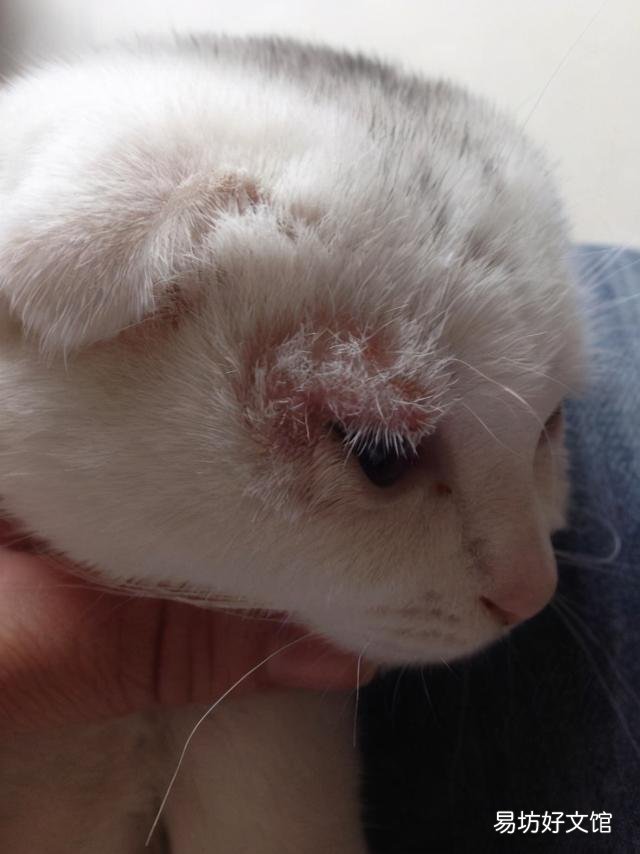 猫癣可以自愈吗(猫咪得了猫癣可以自愈吗)