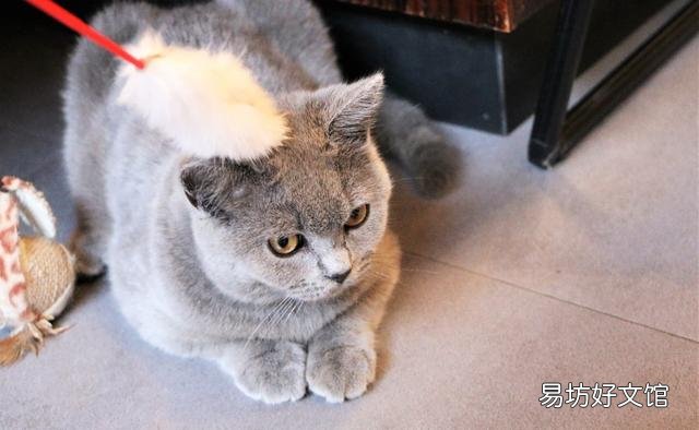猫癣可以自愈吗(猫咪得了猫癣可以自愈吗)