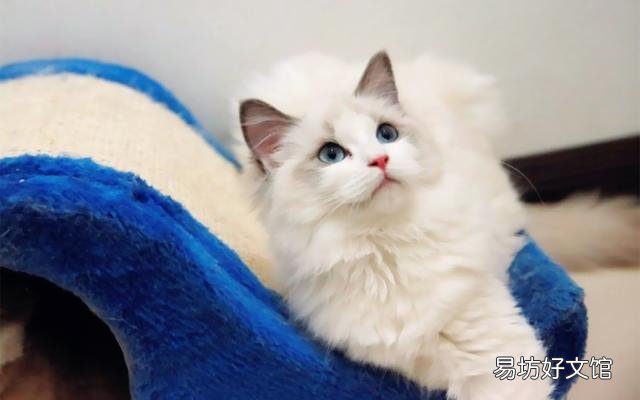 猫癣可以自愈吗(猫咪得了猫癣可以自愈吗)