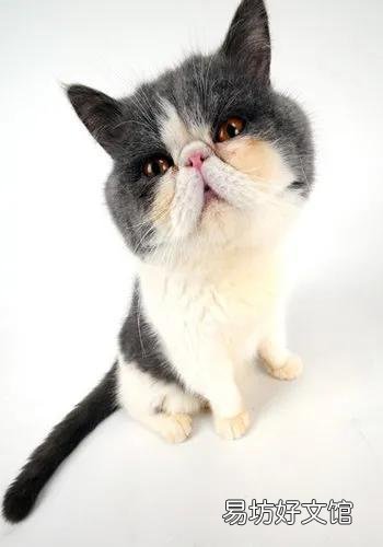 猫来家里有什么预兆(猫进家门预示着什么)