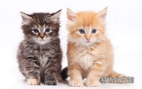 猫来家里有什么预兆(猫进家门预示着什么)