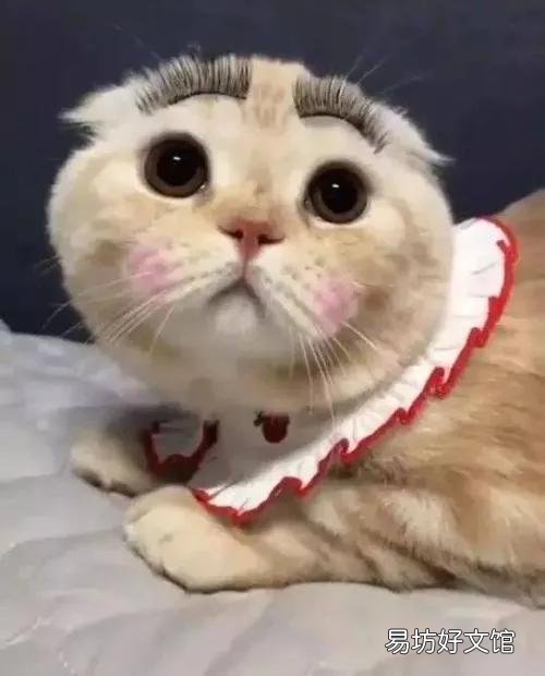 猫来家里有什么预兆(猫进家门预示着什么)