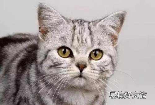 猫来家里有什么预兆(猫进家门预示着什么)