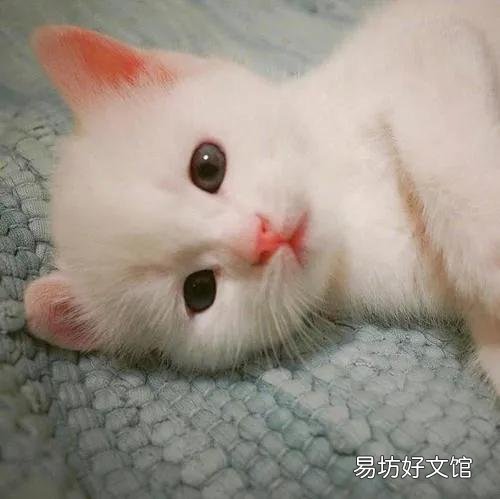 猫来家里有什么预兆(猫进家门预示着什么)