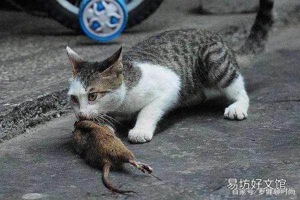 猫来家里有什么预兆(猫进家门预示着什么)