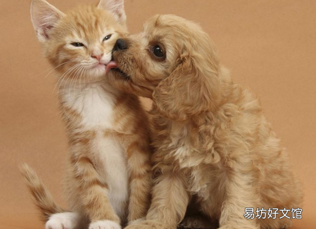 猫和狗能一起养吗(猫和狗可以一起养吗)
