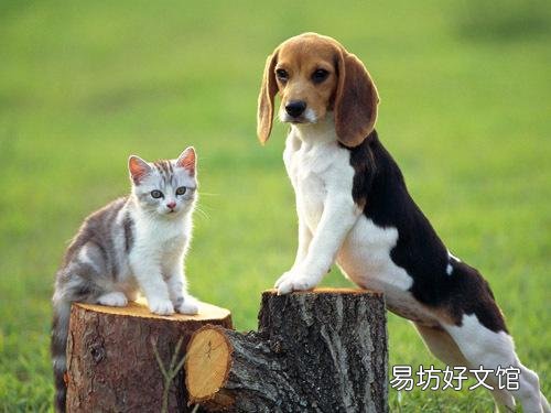 猫和狗能一起养吗(猫和狗可以一起养吗)