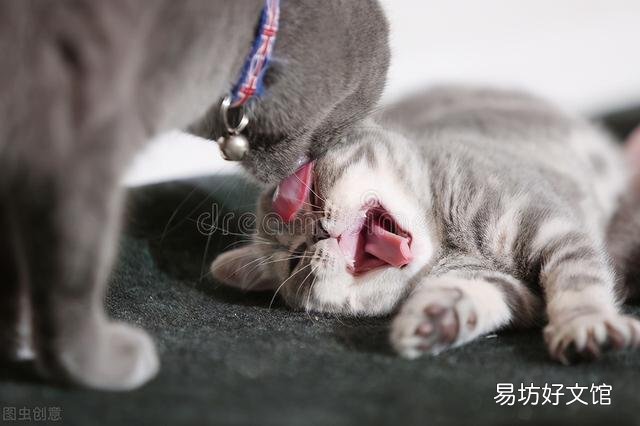 猫洗脸意味着什么(猫洗脸是什么原因)