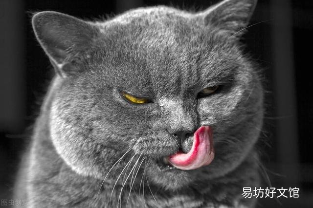 猫洗脸意味着什么(猫洗脸是什么原因)
