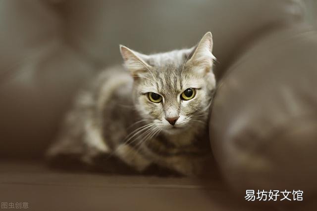 猫洗脸意味着什么(猫洗脸是什么原因)