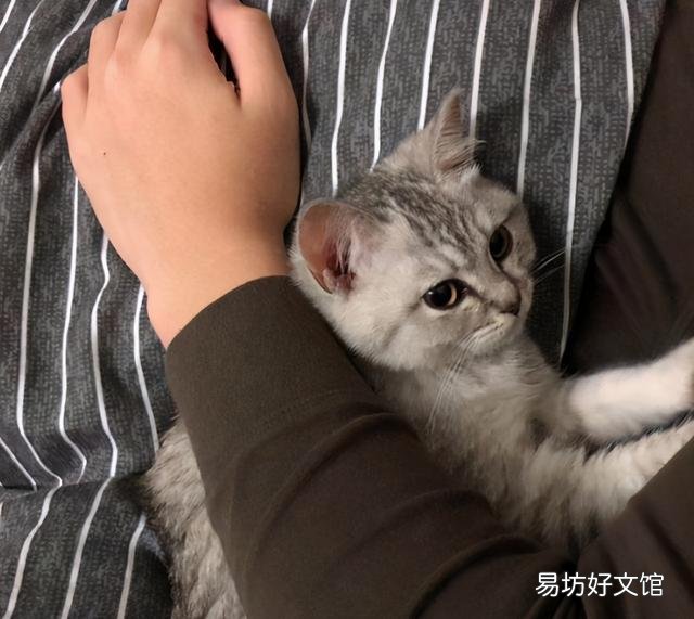 和猫一起睡觉的危害(和猫一起睡觉的危害有哪些)