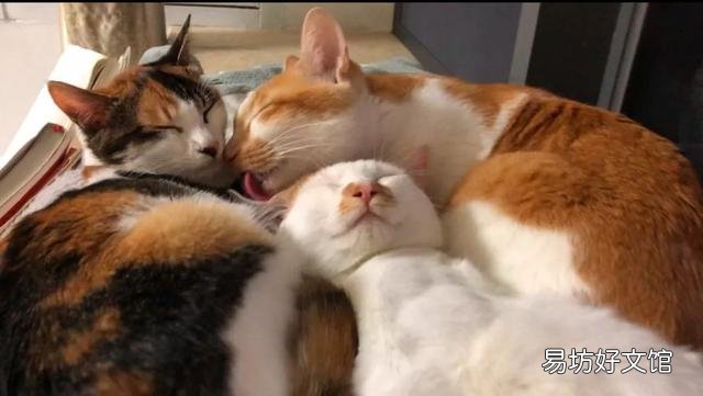 和猫一起睡觉的危害(和猫一起睡觉的危害有哪些)
