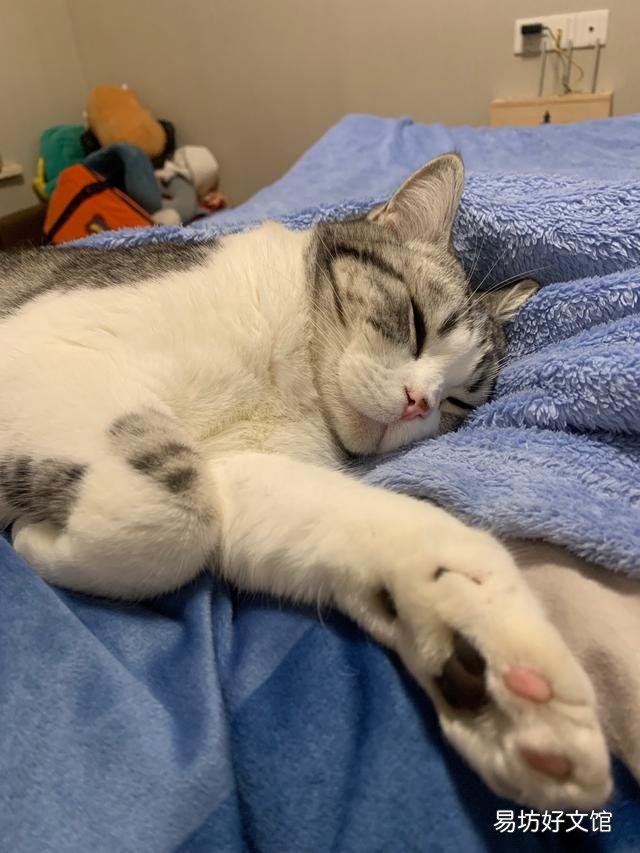 和猫一起睡觉的危害(和猫一起睡觉的危害有哪些)