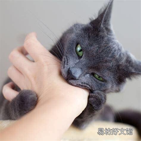 猫要打狂犬疫苗吗(家里养的猫要打狂犬疫苗吗)