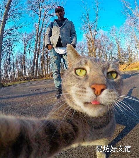 猫要打狂犬疫苗吗(家里养的猫要打狂犬疫苗吗)