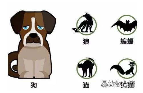 猫要打狂犬疫苗吗(家里养的猫要打狂犬疫苗吗)