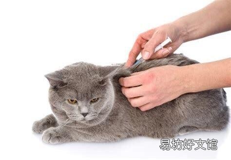 猫要打狂犬疫苗吗(家里养的猫要打狂犬疫苗吗)