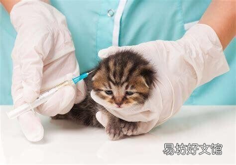 猫要打狂犬疫苗吗(家里养的猫要打狂犬疫苗吗)