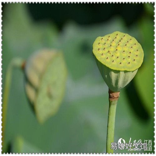 什么样的拖鞋遇水不响 拖鞋哪种材质不会发臭
