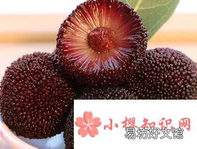 杨梅里有虫子怎么办