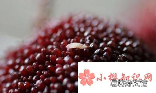 杨梅里有虫子怎么办