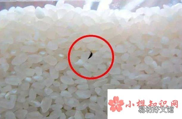大米生虫了怎么办？