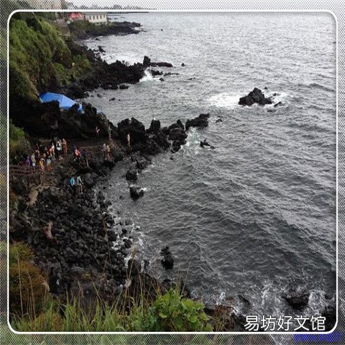 正宗红鹿羊价格 吐根堡山羊