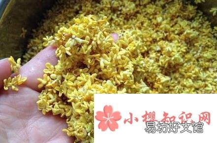 鲜桂花如何保存