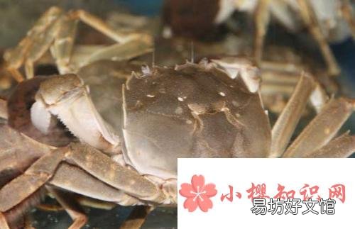 螃蟹怎么保存