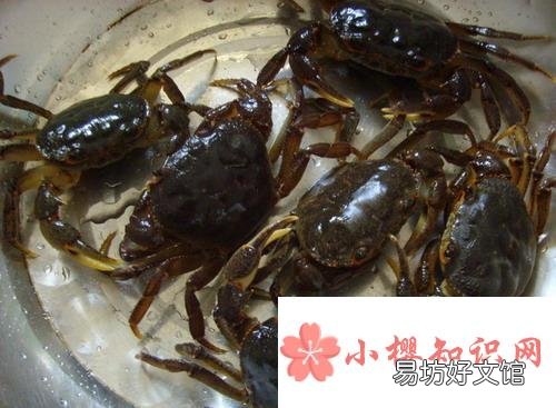 螃蟹怎么保存