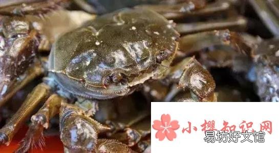 螃蟹怎么保存