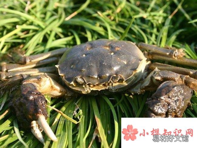 螃蟹怎么保存