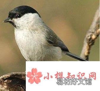贝子鸟怎么分公母