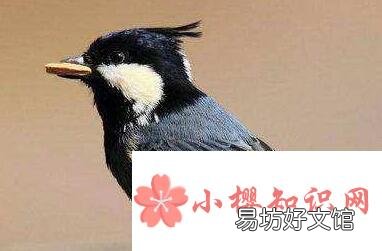 贝子鸟怎么分公母