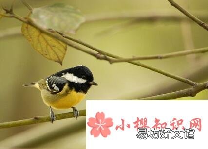 贝子鸟怎么分公母