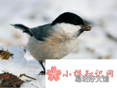 贝子鸟怎么分公母