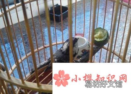贝子鸟怎么分公母