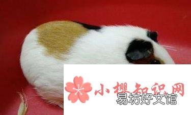 荷兰猪怀孕怎么办?