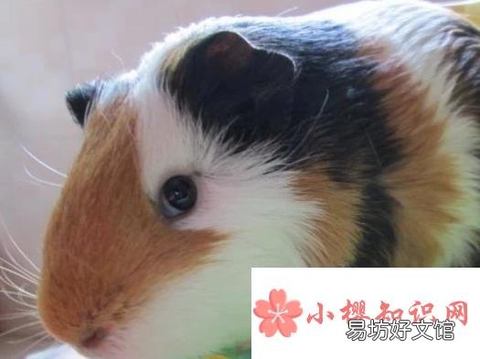 荷兰猪怀孕怎么办?