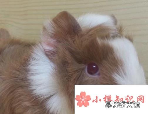 荷兰猪怀孕怎么办?